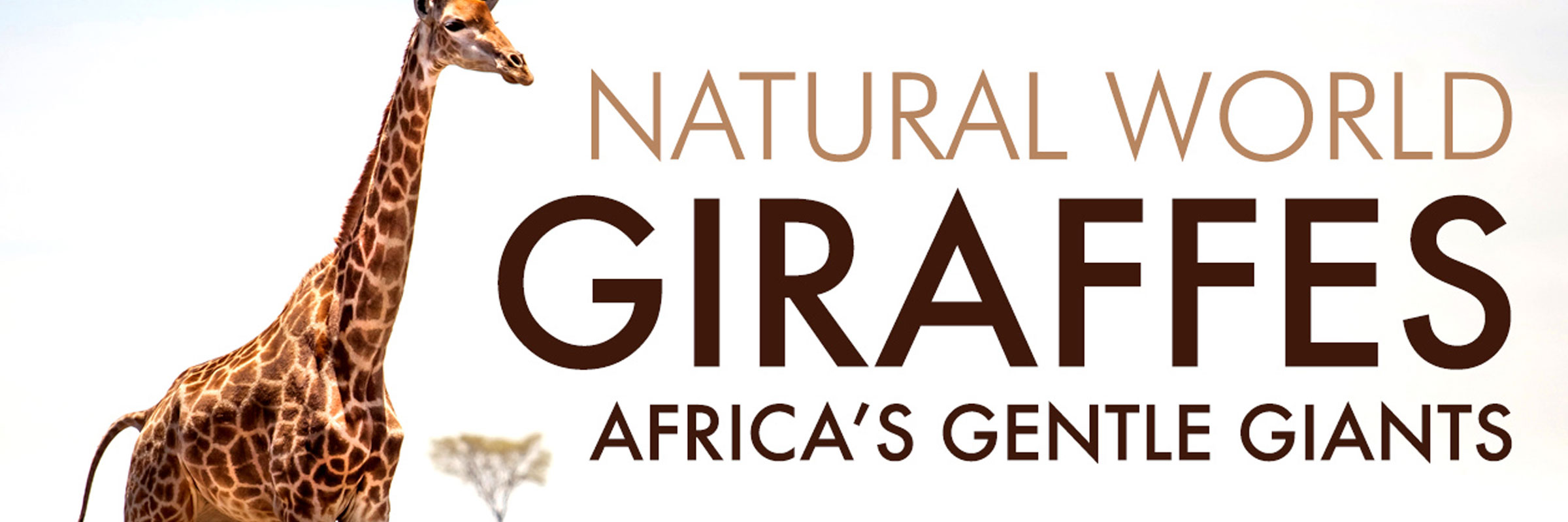 Giraffes: Africa’s Gentle Giants